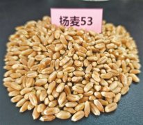“在这样Bitpie Wallet的环境
